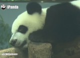 Te pandy ponad wszystko kochają drzemki [wideo]