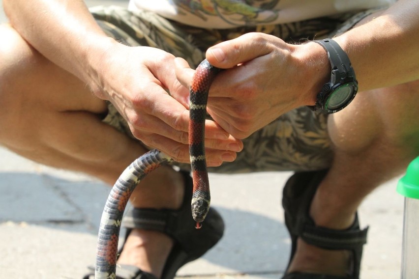 Wrocław: Mężczyzna zauważył węża na chodniku. Służby szukały go na całym osiedlu (ZDJĘCIA)