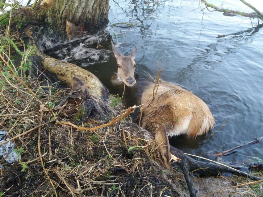 Samica jelenia prawdopodobnie przechadzając się nad rzeką...