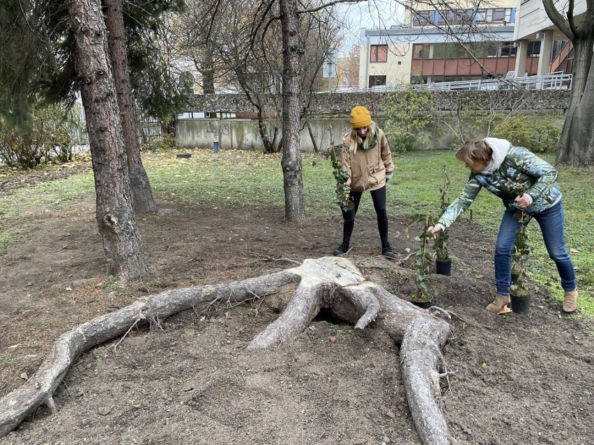 Polepszacz glebowy powstał na bazie odpadów...