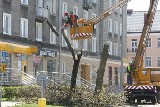 Drzewa przy ulicy Częstochowskiej zostały wycięte (zdjęcia)