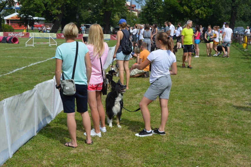 "Latające psy" 2018 w gdyńskim Parku Kolibki, czyli emocjonujące zawody w dogfrisbee