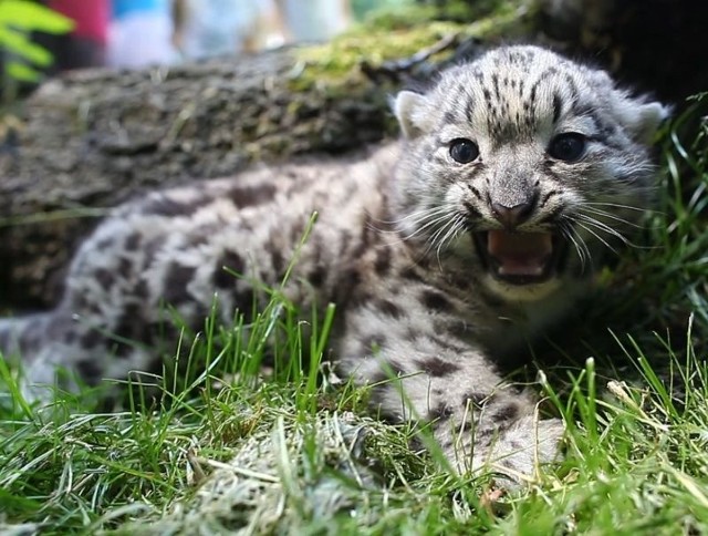 Pantera śnieżna w opolskim zoo.