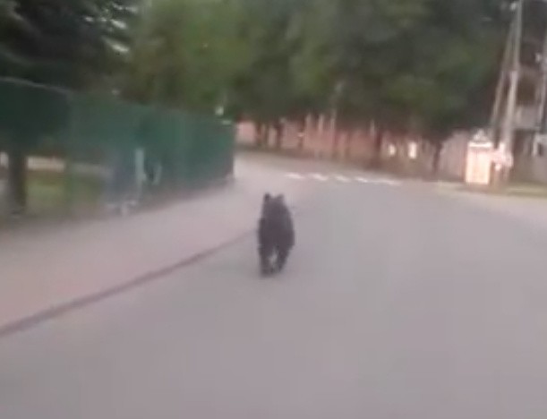 Młody niedźwiadek uciekał przed autem koło budynku szkoły. Sam odsunął sobie siatkę ogrodzenia, które stanęło mu na drodze.