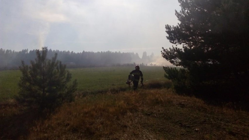 Groźny pożar lasu w Jagodnem. Akcję gaśniczą utrudniał silny wiatr