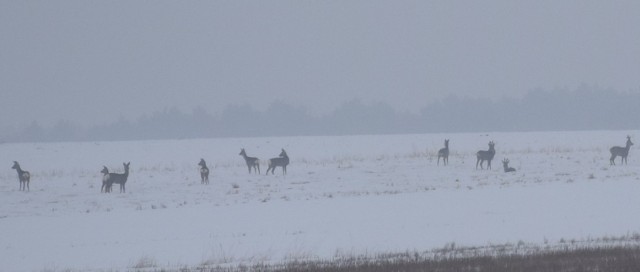 Kilkadziesiąt sarenek w sobotni ranek można było zauważyć na polach pokrytych śniegiem na polach w okolicach Wałsnowa (gmina Orońsko w powiecie szydłowieckim). Sarenki poczuły wiosnę i wyszły na pole w poszukiwaniu pożywienia. Zobacz zdjęcia>>> 