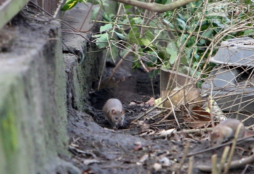 „Szczurmagedon” w Szczecinie. Trwa inwazja gryzoni na Niebuszewie