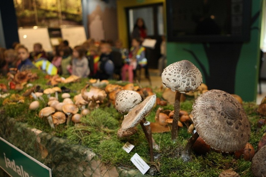 Wystawa grzybów w starostwie
Wystawa grzybów w starostwie