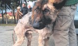 Prokurator: "Ten pies przeżył cudem!". Właściciel spod Torunia oskarżony o znęcanie się nad zwierzęciem