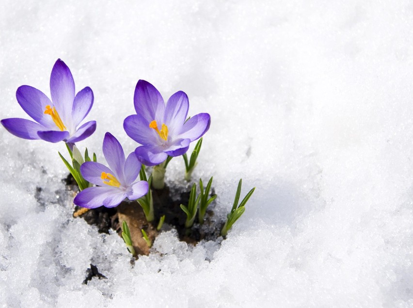 Kalendarzowa wiosna rozpoczyna się we wtorek, 20 marca.