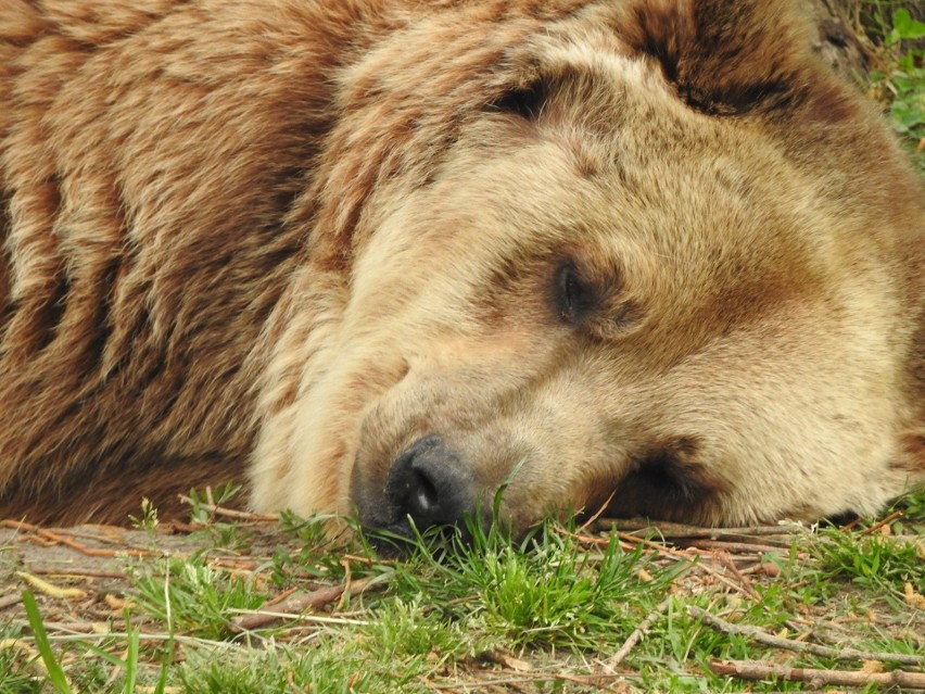 Akcent ZOO. Niedźwiedzica Jola nie żyje