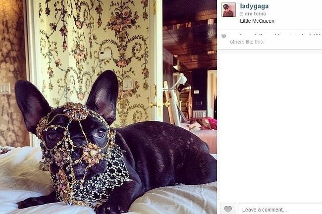 Pies Lady Gagi (fot. screen z Instagram.com)