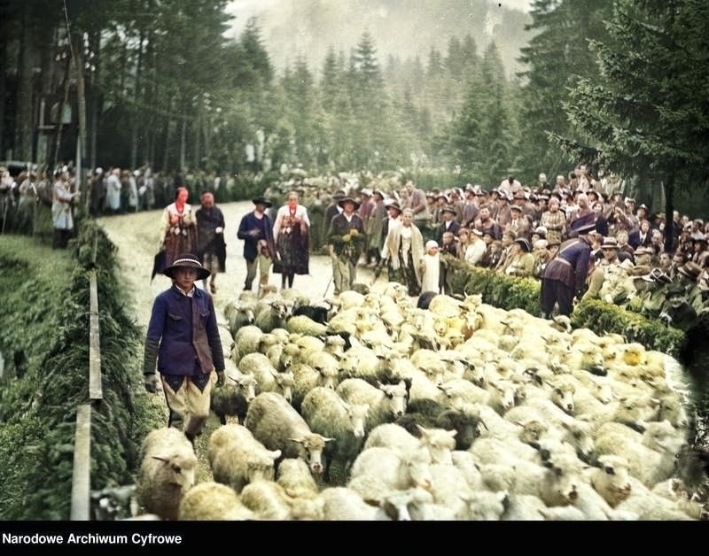 Podhale. Zobaczcie jak wyglądał kiedyś wypas owiec w Tatrach i jesienny redyk [STARE ZDJĘCIA]