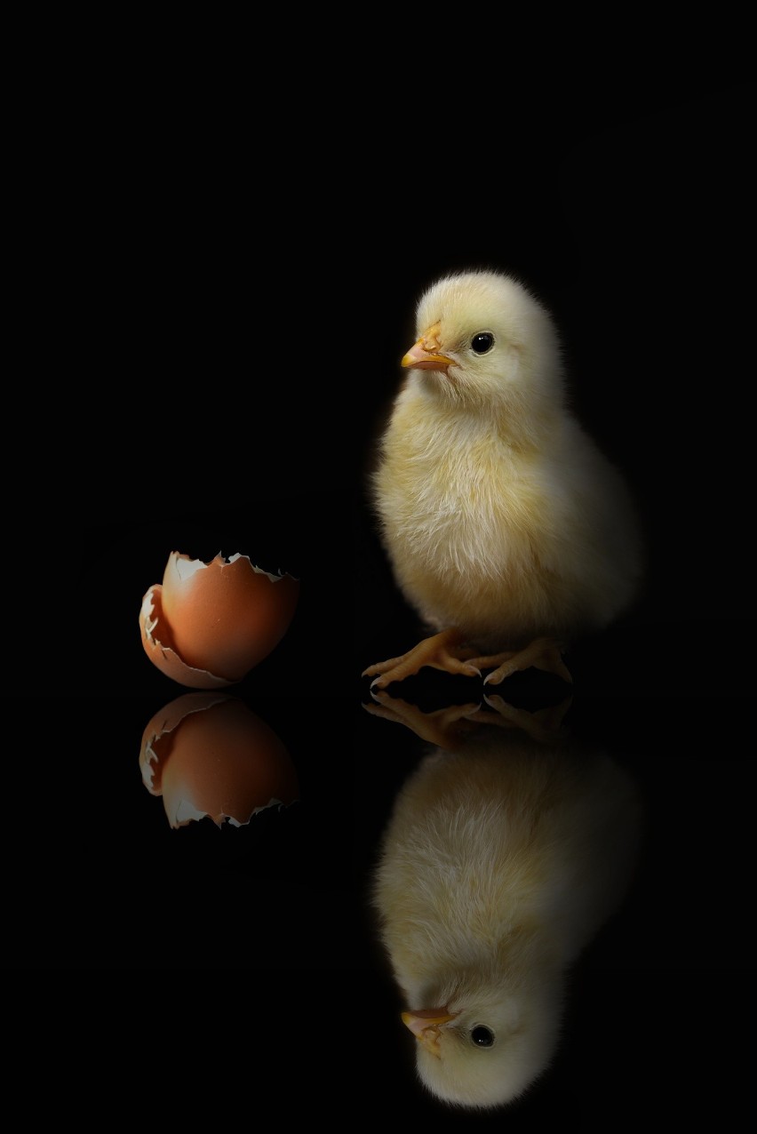 Co było starsze – jajo czy kura?...