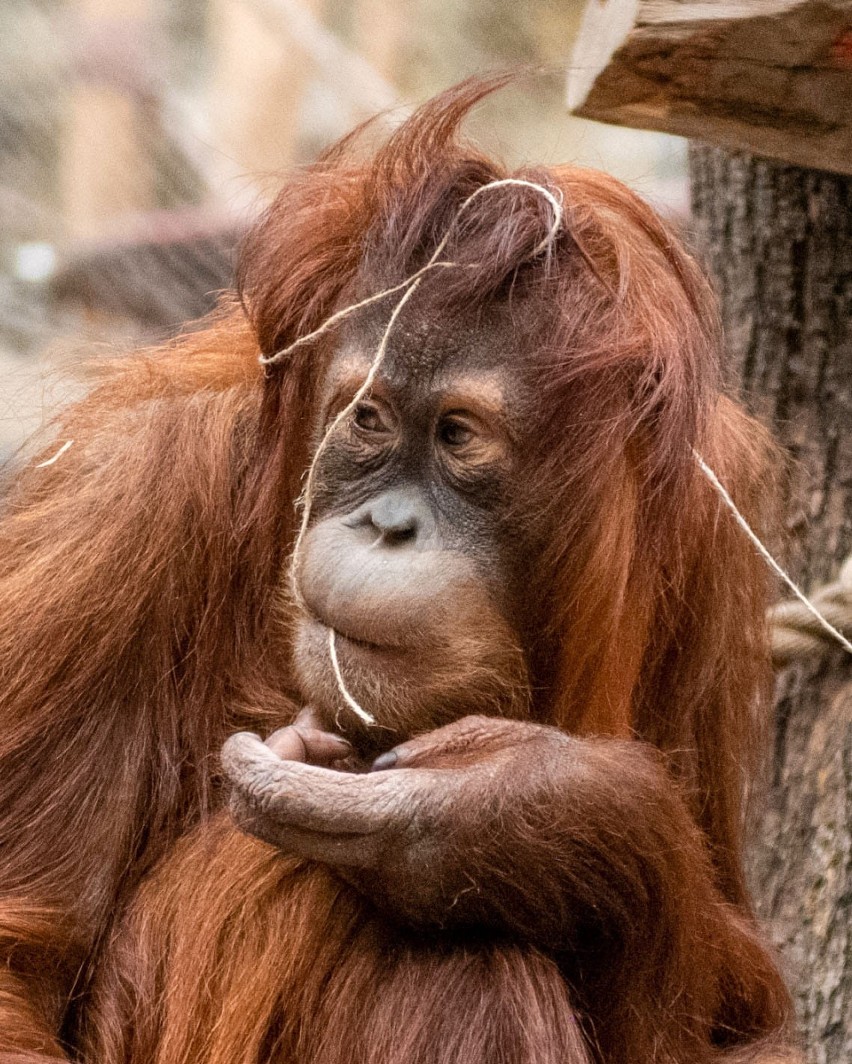 Orangutany też uczestniczą w treningu medycznym.