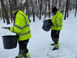 Rybnik i Wojkowice sypią fusy z kawy zamiast soli na zaśnieżone chodniki. Jaki wpływ na przyrodę ma ten pilotażowy projekt?