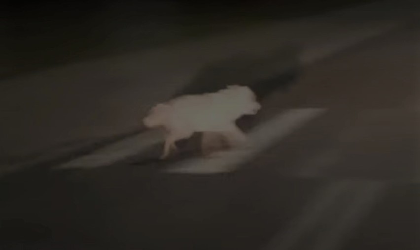 Zwierzę przebiegło ulicą przed maską radiowozu