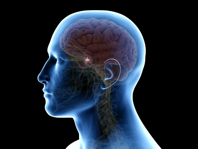 Przysadka mózgowa to gruczoł dokrewny zlokalizowany wewnątrz czaszki, który produkuje hormony regulujące funkcjonowanie całego organizmu