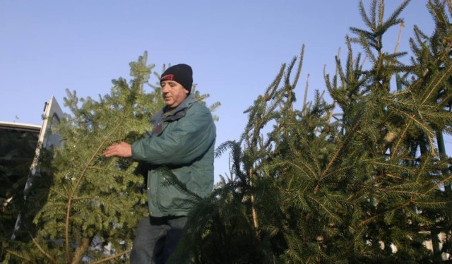 Gdzie są najtańsze choinki w Śląskiem? Oto ceny. Przeglądajcie na kolejnych zdjęciach.