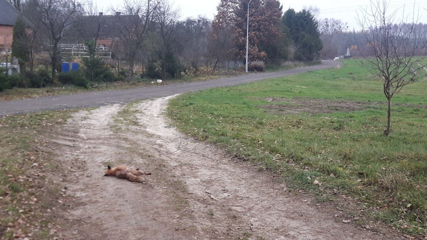 Postrzelony lis we wsi Brzeziniec pozostawiony na śmierć (zdjęcia)