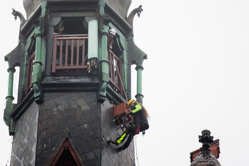 Alpiniści zamontowali gniazdo dla pustułki na wieży ratusza