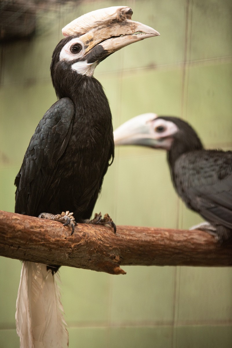 Sensacja we wrocławskim zoo. Urodziły się 3 dzioborożce. To...