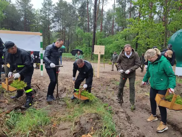 Sadzenie lasu papieskiego w Nadleśnictwie Knyszyn