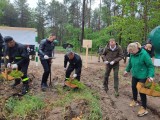 W Nadleśnictwie Knyszyn posadzono las papieski w ramach akcji „Łączą nas Drzewa”