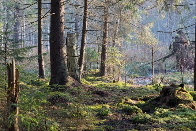 Parlament Europejski głosował we wrześniu za zwiększeniem ochrony lasów. Kluczowe znaczenie ma tutaj ograniczanie wylesiania.