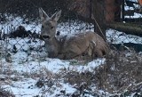 Tylko w lutym strażnicy miejscy z Patrolu Eko w Toruniu pomogli 40 zwierzętom