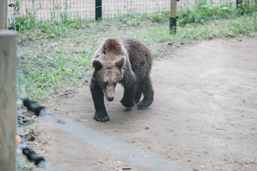 Poznańskie zoo odzyskuje status ogrodu zoologicznego