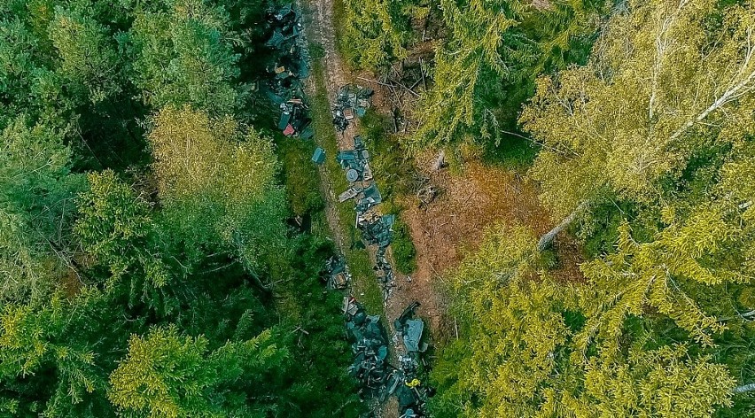 W lesie w pobliżu Buszyna na terenie Nadleśnictwa Polanów...