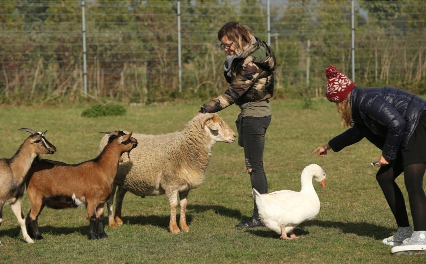 Oprócz  świnek wietnamskich w schronisku mieszka też baran,...