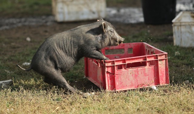 We wrocławskim schronisku jest 20 świnek wietnamskich