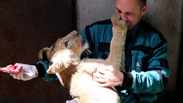 Kizi i Leosia zwiedzający zoo nie mogą zobaczyć "na żywo"