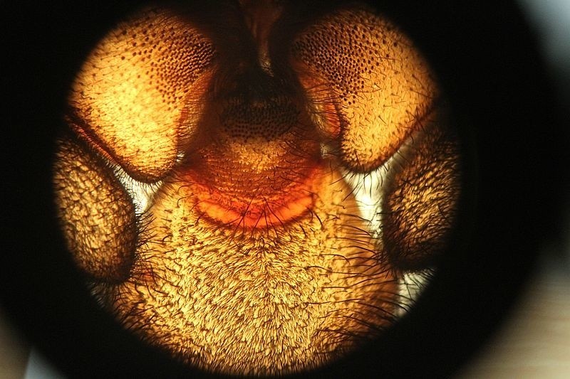 Noc Biologów na UJK w Kielcach