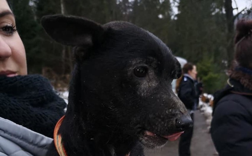 W sobotę inspektorzy przy pomocy wolontariuszy odebrali...