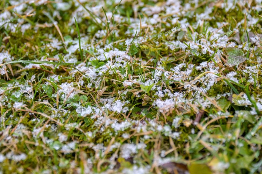 W Zakopanem sypie śnieg. To jednak nie jest powrót zimy, ale krótki przerywnik wiosny