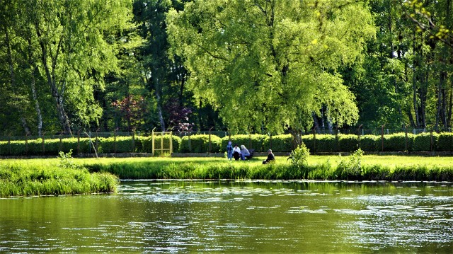 W sławieńskim parku atrakcją są m.in. stawki, na których można zobaczyć lilie wodne.