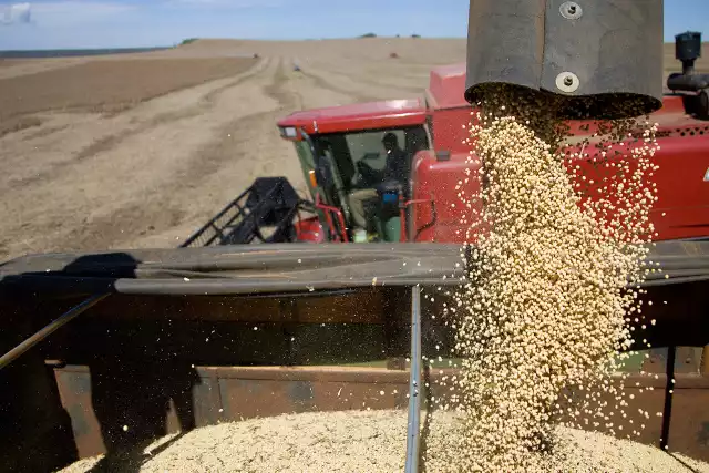 Rośnie konkurencja dla Ameryki - soja z Opolszczyzny daje świetne plonySoja sprowadzana do Polski pochodzi z Ameryki. Jest droga i na dodatek zawiera GMO.