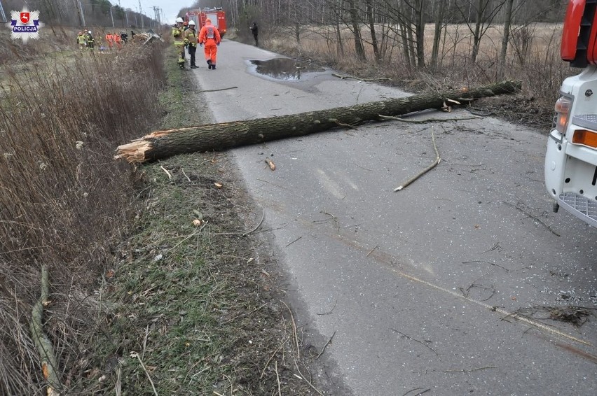 Powiat bialski. Śmiertelny wypadek w Międzyrzeczu Podlaskim. Z powodu wichury na kabinę samochodu spadło drzewo. Jedna osoba nie żyje