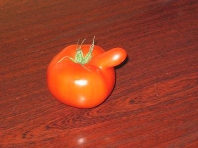 Pomidorek z koncówką.