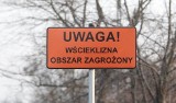 Szczecin: Uwaga na wściekliznę! Wyprowadzaj psa na smyczy