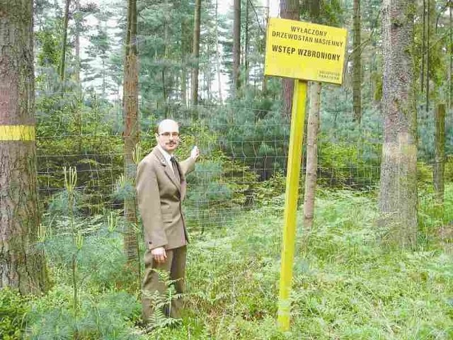 Za tą siatką w leśnictwie Smolarnia znajduje się drzewostan najstarszych wejmutek w Polsce - pokazuje Leszek Szawala.