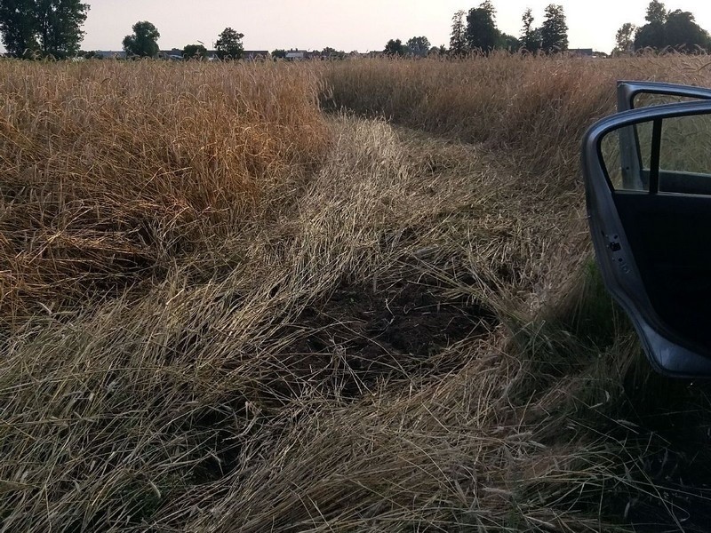 Pościg za pijanym kierowcą skończył się w polu kukurydzy