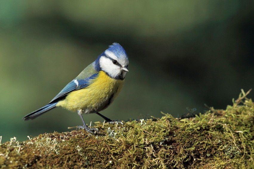 Jak dokarmiać ptaki zimą? Przyrodnik radzi, jak robić to dobrze (WYWIAD)