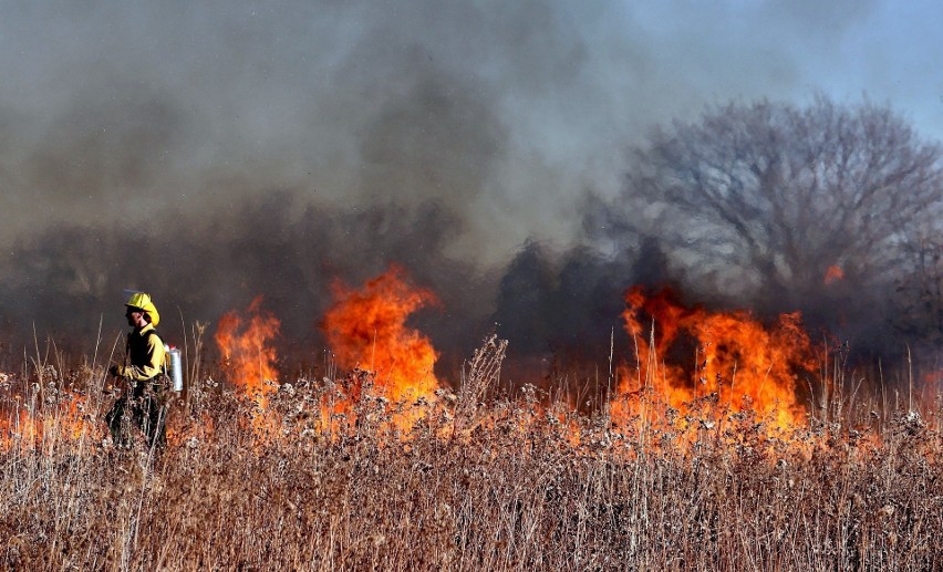 Wypalanie traw – katastrofa ekologiczna...