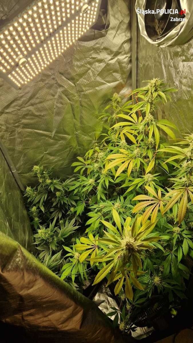 Policja w Zabrzu zlikwidowała nielegalną uprawę marihuany