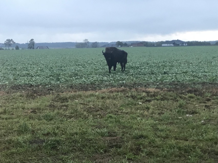 Żubra na polach między Strzelinem a Włynkówkiem. Zdjęcia od...