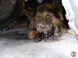 Cierpiącego, chorego na nowotwór psa Ciapka właścicielka trzymała zamkniętego w garażu. Prokurator umorzył sprawę